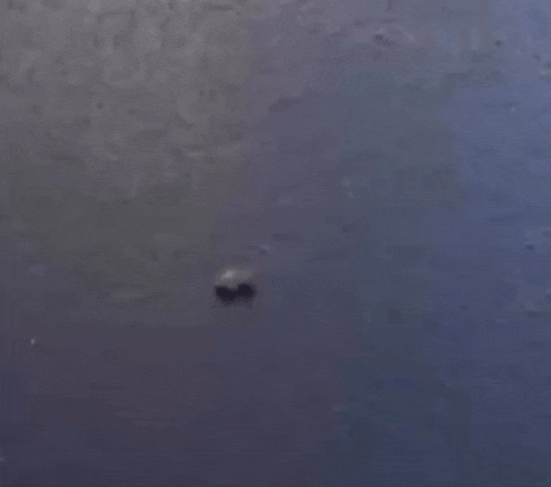 a frog is swimming in a body of water .
