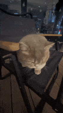 a cat is sitting on a chair with a view of the city in the background