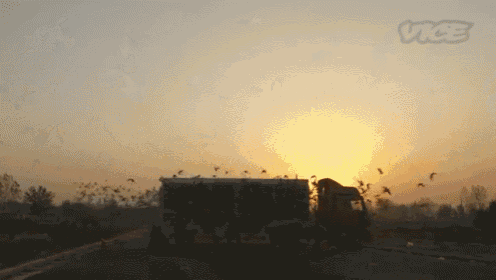Pigeon Racing Takes Off In China. GIF - Pigeons Racing Culture GIFs
