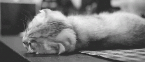 Cat Sleepy GIF - Cat Sleepy Cute GIFs