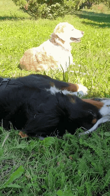 Border Collie Dogs GIF - Border Collie Dogs Lounging GIFs