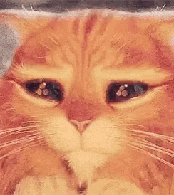 a close up of an orange cat 's face with a sad look on its face .