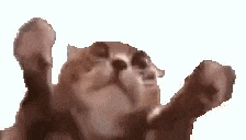 a close up of a cat with its paws in the air .