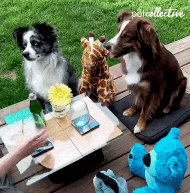 Cheers The Pet Collective GIF - Cheers The Pet Collective Dog GIFs