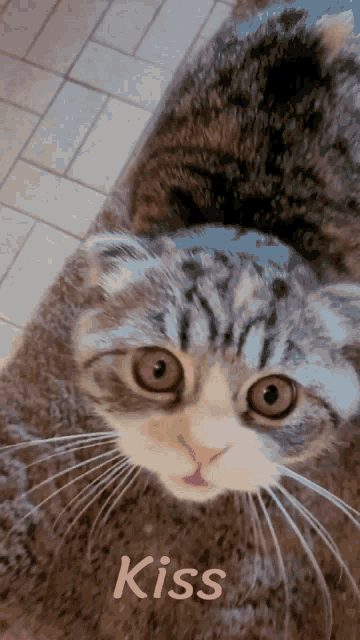 a close up of a cat with the word kiss in pink