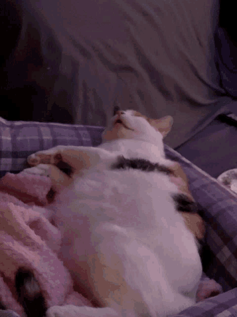 a calico cat is sleeping on its back on a bed