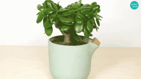 This Flowerpot Waters Itself Succulents GIF - This Flowerpot Waters Itself Succulents Cactus GIFs