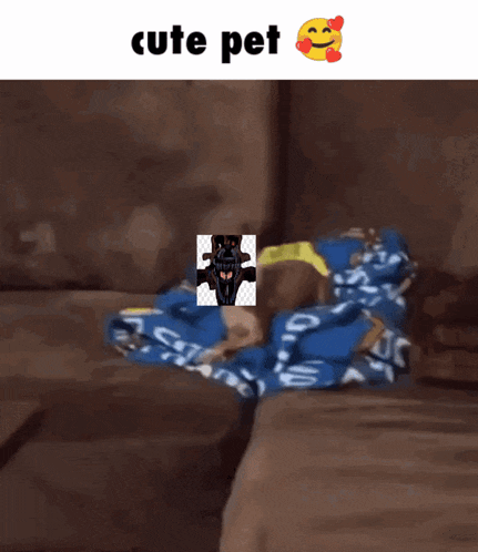 a dog laying on a couch next to a picture of a dog with the words cute pet above it