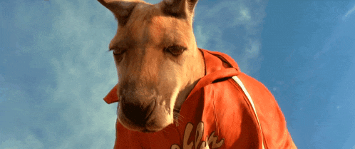 a kangaroo is wearing a red hoodie with the word aloha on it
