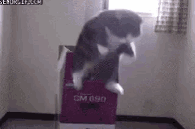 a cat is jumping out of a box .