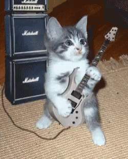 Guitar Guitarist GIF - Guitar Guitarist Cat GIFs