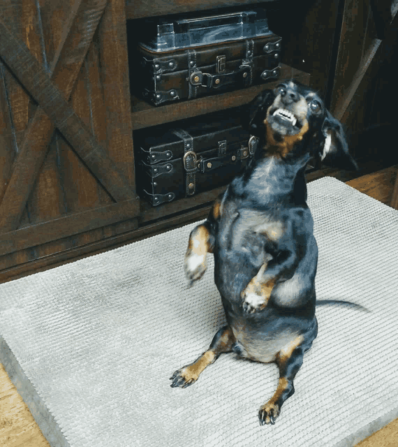 a dachshund standing on its hind legs on a rug