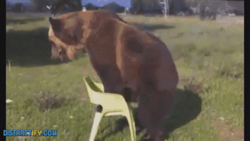 Bear Sits In Chair, And Is Very Proud Of Himself For Doing So GIF - Sitting Sit Bear GIFs