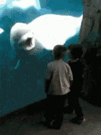 Scared Kids Dolphin GIF