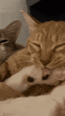 a close up of a cat cleaning its paw