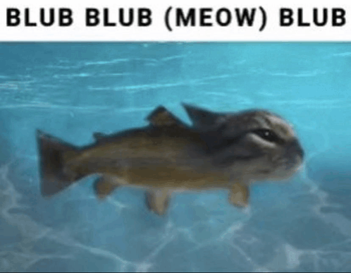 Fish Cat GIF - Fish Cat Gato GIFs