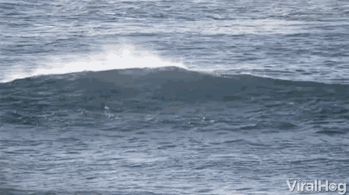Viralhog Dolphins GIF - Viralhog Dolphins Get Out The Way GIFs