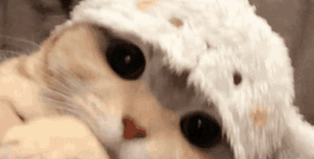 a close up of a cat wearing a white hat