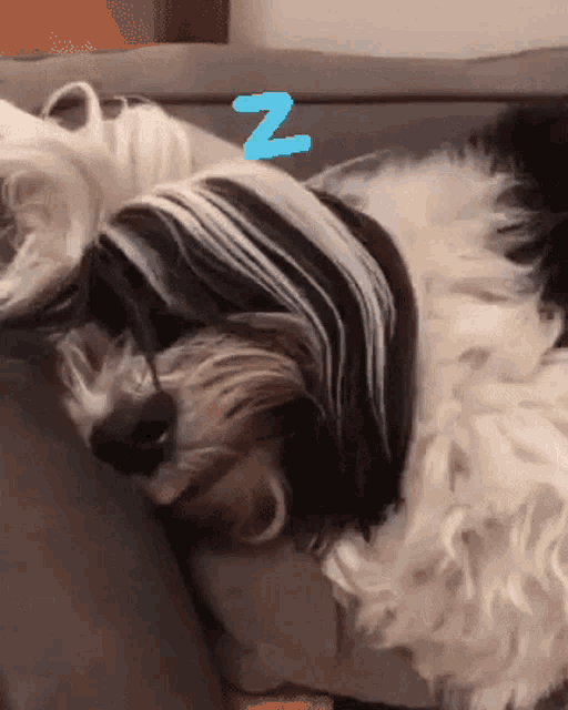 a dog is sleeping on a couch with a blue n on its head