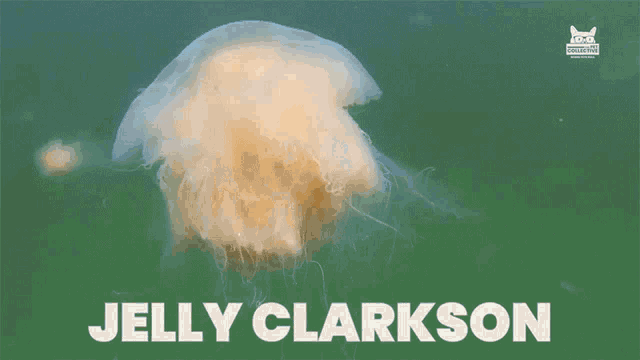 Jelly Clarkson Swim GIF - Jelly Clarkson Swim Ocean GIFs