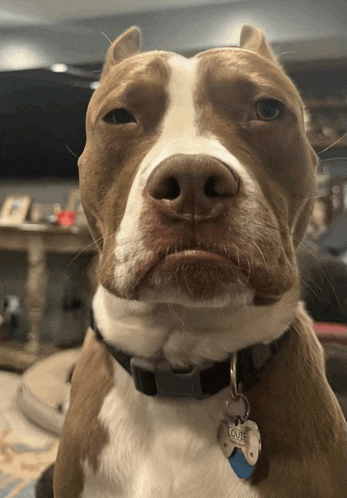 a brown and white dog with a tag that says loue on it