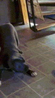 a dog is laying on a tiled floor in a room .