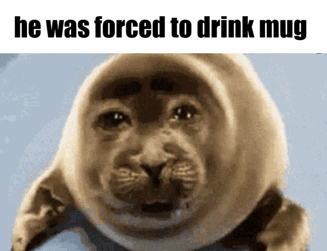 Mug Root Beer Crying Seal GIF