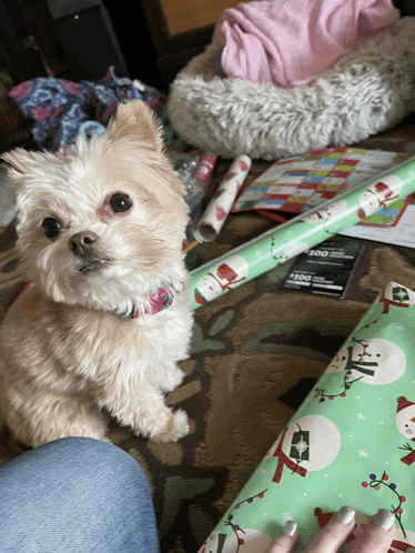 Can I Help Puppy Wrap GIF