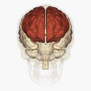 Beyin Mazgi GIF - Beyin Mazgi Baş GIFs