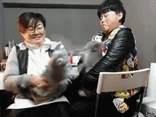 Cats Cat Fight GIF - Cats Cat Fight GIFs