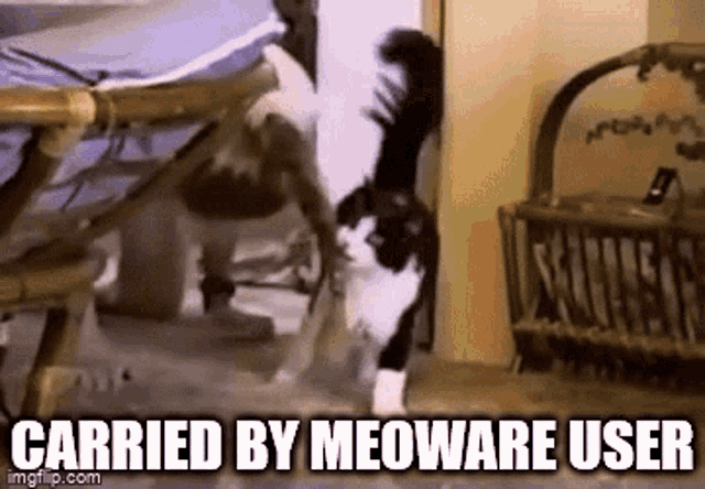 Meoware Cat GIF - Meoware Meow Cat GIFs