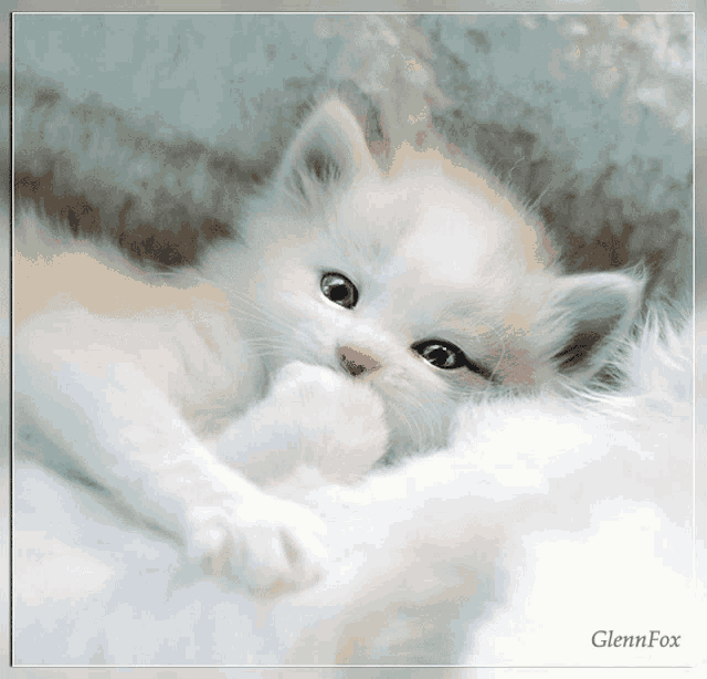 a picture of a white kitten with the name glenn fox on the bottom right