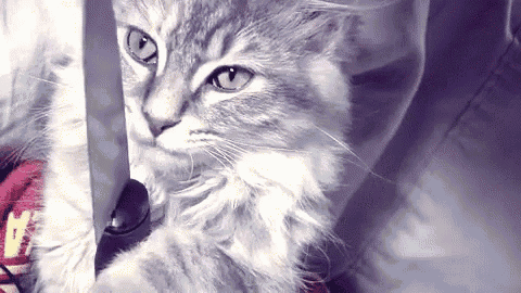 a close up of a cat 's face with a purple background