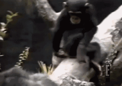 a chimpanzee is sitting on a tree branch next to a sign that says f