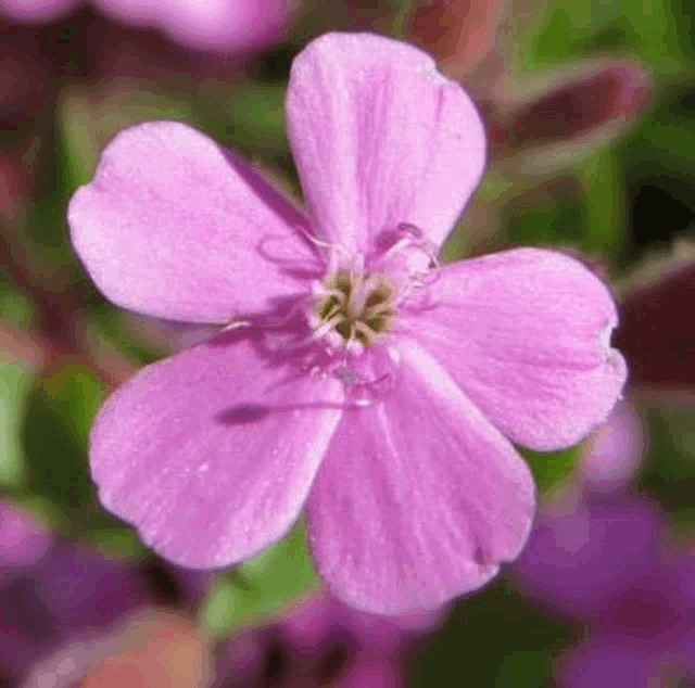 a close up of a purple flower with green leaves in the background .