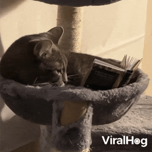Reading Cat GIF - Reading Cat Viralhog GIFs