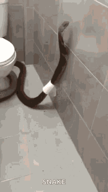a snake is sticking its head out of a toilet .