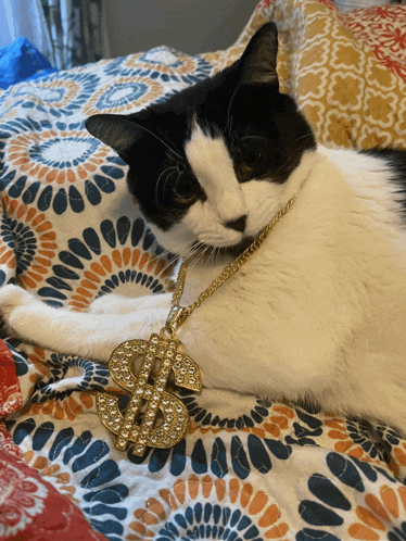 a black and white cat is wearing a gold chain with a dollar sign on it