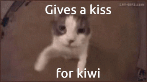 Kiwi My Beloved GIF - Kiwi My Beloved GIFs
