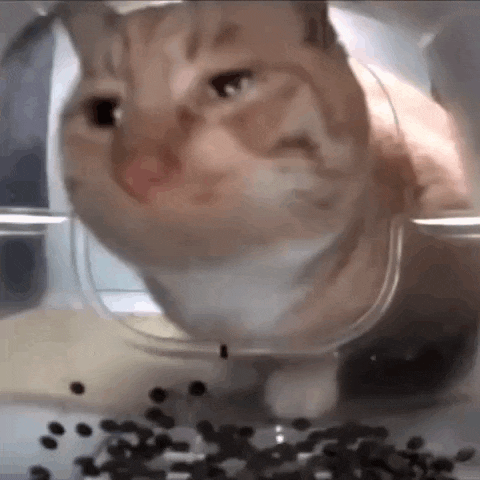 a cat is standing next to a bowl of food and looking at it .