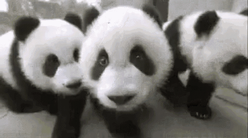 three baby panda bears are standing next to each other looking at the camera .