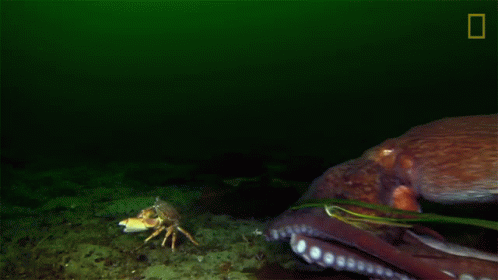 Octopus Catching Crab Camouflage Queen GIF - Octopus Catching Crab Camouflage Queen Wonderfully Weird GIFs