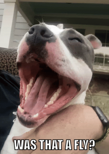 Laughing Dog GIF - Laughing Dog GIFs