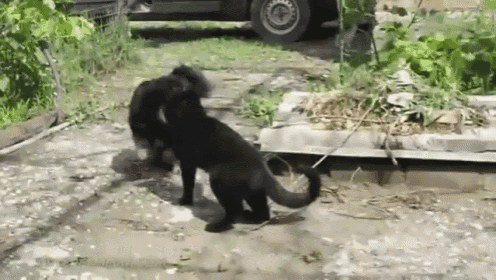 Never Start A Fight With The Cat GIF - Cat Dog Fight GIFs