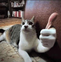 a cat is giving a thumbs up while laying on the floor