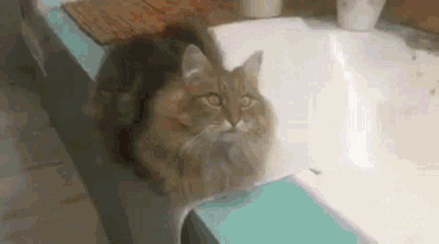 Taco Cat Taco Bell Taco GIF - Taco Cat Taco Bell Taco Taco Bell GIFs