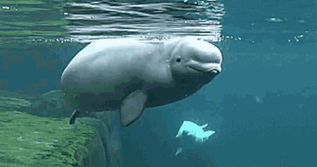 a white dolphin is swimming in the ocean near a rock .