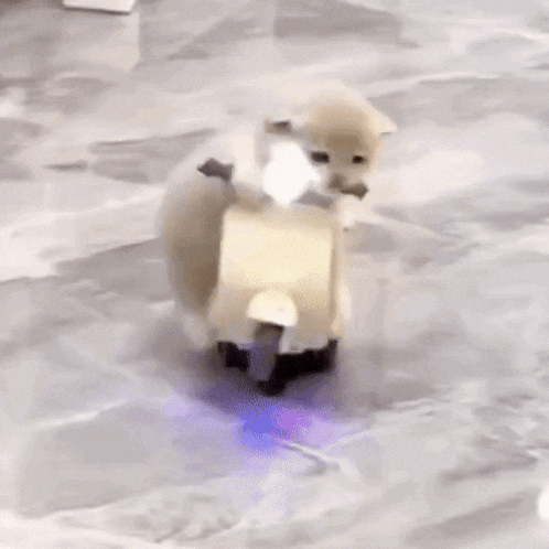 Cat Scooter GIF - Cat Scooter Drive GIFs