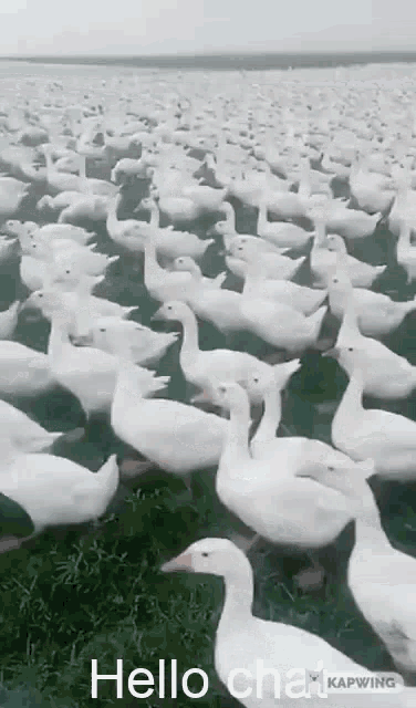 Hello Chat Duck GIF - Hello Chat Duck GIFs