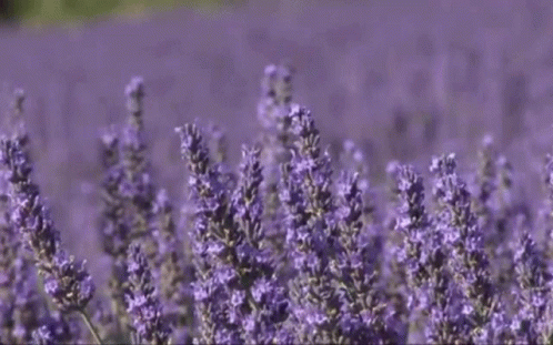 Levendulamező Lavender GIF - Levendulamező Lavender GIFs